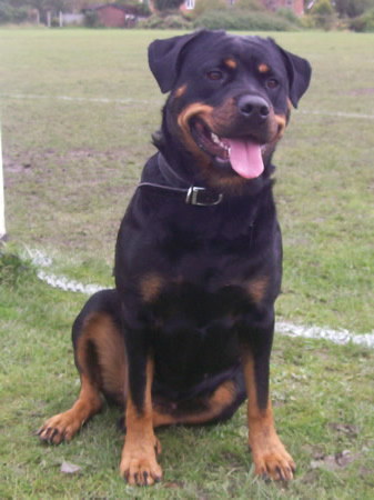 Roxy